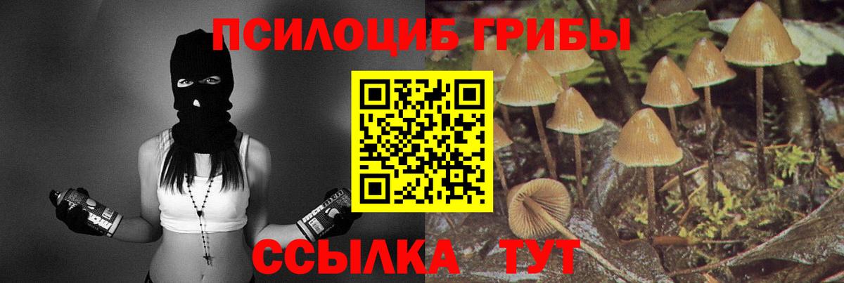 Тутаев  Галлюциногенные грибы Psilocybine cubensis  Галлюциногенные грибы прущие грибы  Вход с VPN 