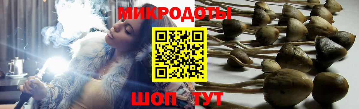 Псилоцибиновые грибы Psilocybe Тутаев